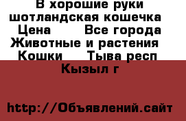 В хорошие руки шотландская кошечка › Цена ­ 7 - Все города Животные и растения » Кошки   . Тыва респ.,Кызыл г.